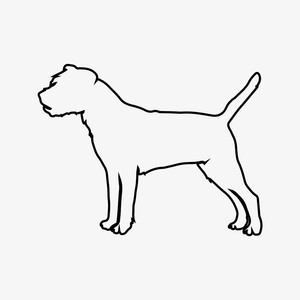 Border Terrier