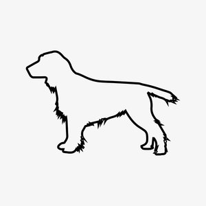 Cocker Spaniel
