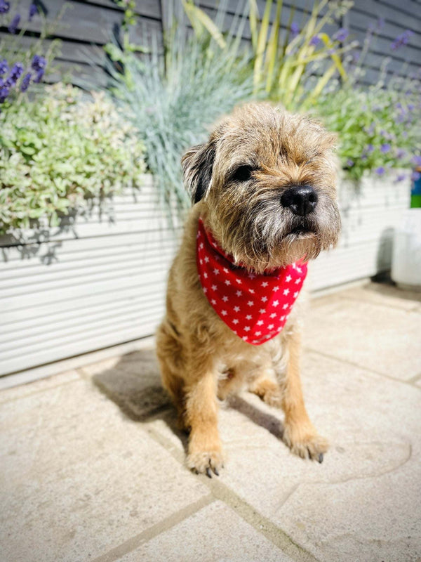 Dog bandanas