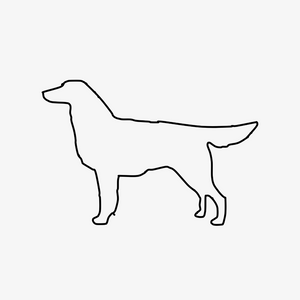 Flat Coat Retriever