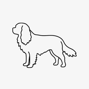 Cavalier King Charles Spaniel
