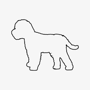 Cockapoo