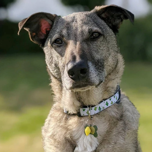 Collars & leads
