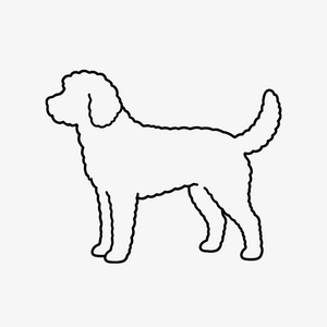 Labradoodle