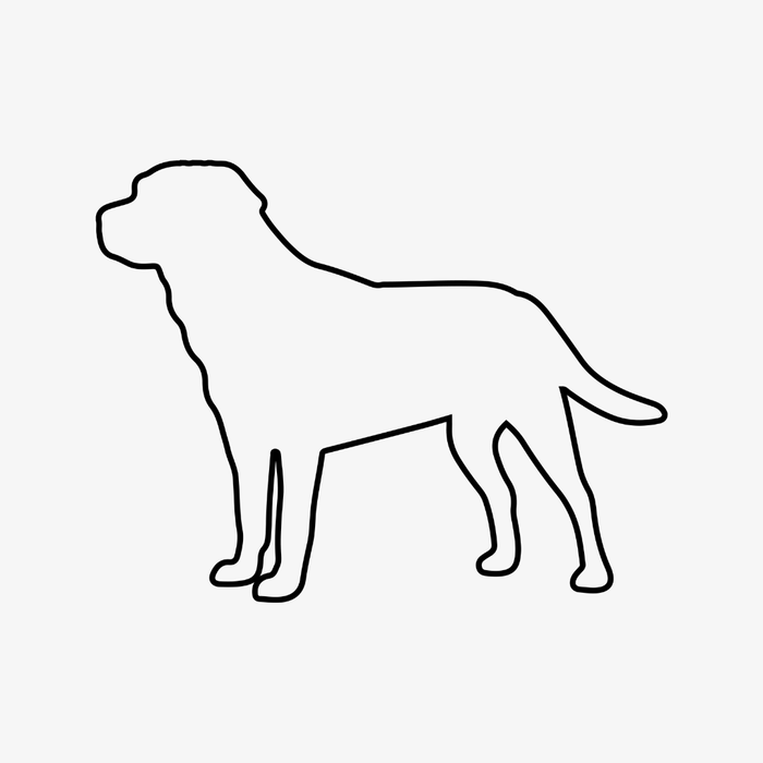 Labrador