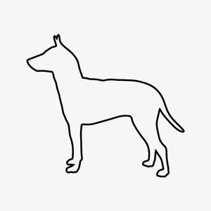 Manchester Terrier