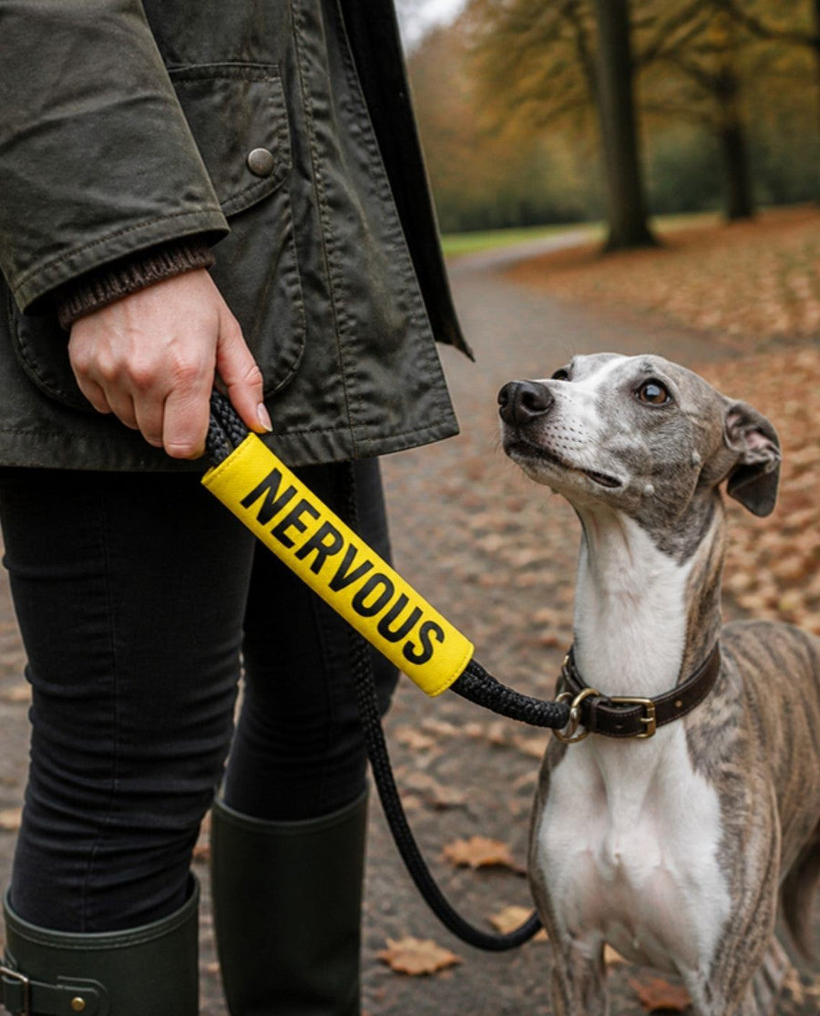 Owner holding a lead with the yellow Nervous lead slip cover, whippet beside her on an autumn park walk