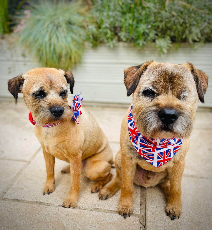 Union flag Dog Bandana - Pooch-BAN-UFD-3773-XS