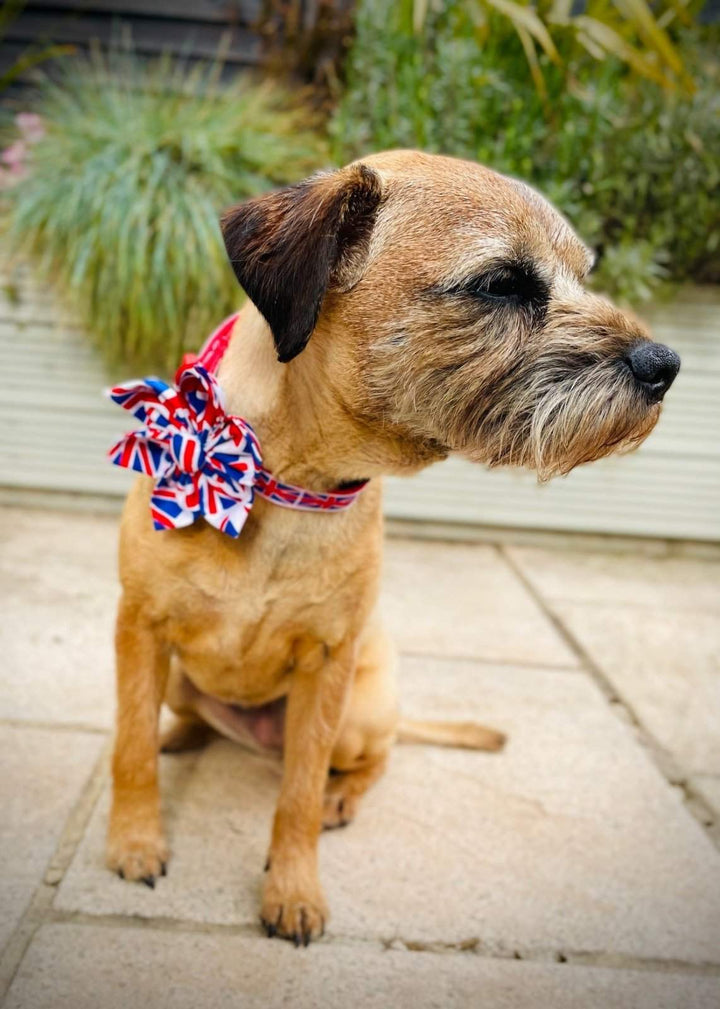 Dog wearing Union Flag Flower collar accessory outdoors.