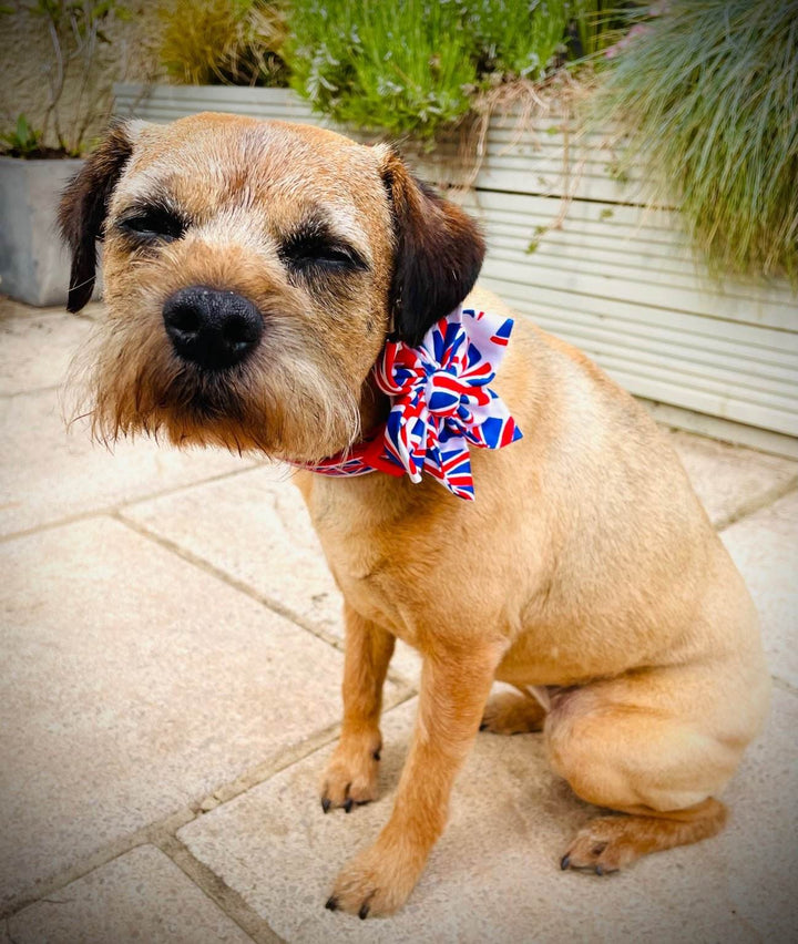 Dog wearing Union Flag Flower collar accessory, perfect for special occasions or stylish walks.